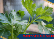 Jaga Kesehatan Ginjal dengan 5 Jenis Air Rebusan Ini