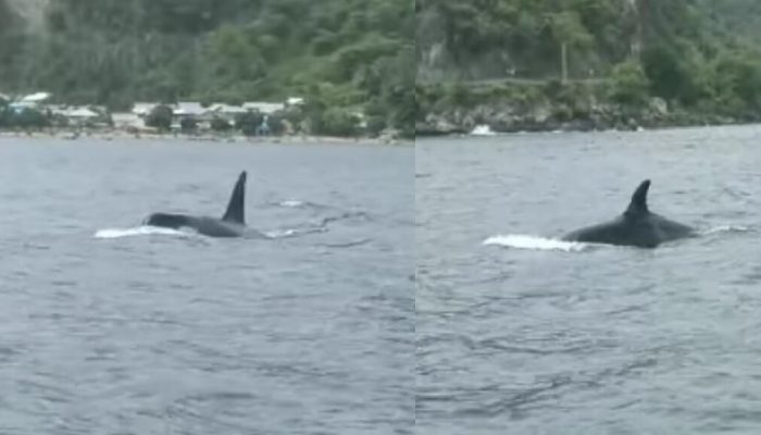 Langka, Ratusan Dugong hingga Paus Orca Ditemukan di Perairan Maluku