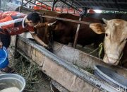 Kuota Impor Sapi Dialihkan ke BUMN, Swasta Minta Jelasan