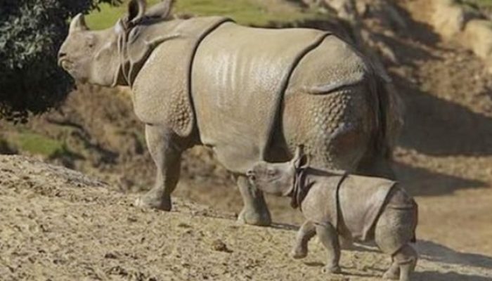Momen Langka, Ibu dan Anak Badak Jawa Terekam di Ujung Kulon