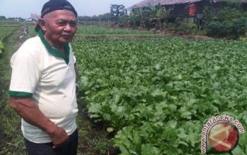 Petani Muda Kalbar Manfaatkan Teknologi IoT untuk Pantau Kelembaban Lahan Gambut Secara Real-Time