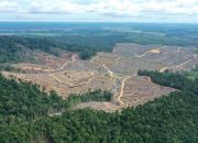 Manfaat Daun Kesum Khas Kalbar yang Terbukti Secara Klinis dalam Melawan Radikal Bebas