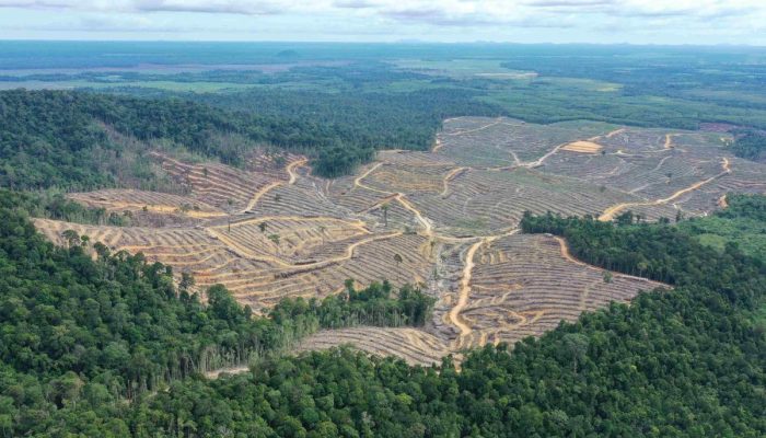 Manfaat Daun Kesum Khas Kalbar yang Terbukti Secara Klinis dalam Melawan Radikal Bebas