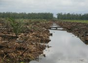 Pemanfaatan IoT untuk Pengelolaan Lahan Gambut oleh Petani Muda Kalimantan Barat
