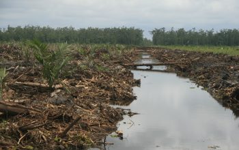 Pemanfaatan IoT untuk Pengelolaan Lahan Gambut oleh Petani Muda Kalimantan Barat